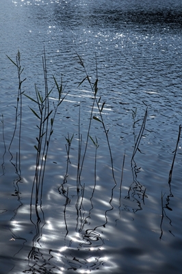 Sun in the reeds