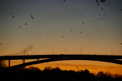 Uccelli liberi all'ora del tramonto