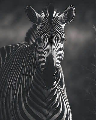 Skönheten hos en zebra