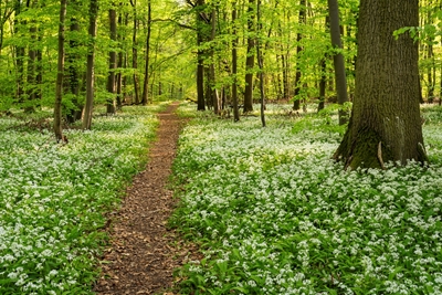 A path in a forest with ramson