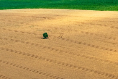 The Tree in the field