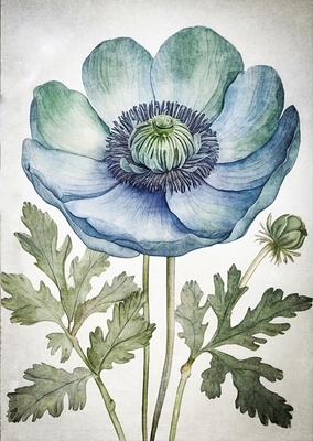 Blå anemone