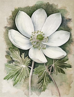 Hvid anemone