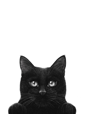 Podglądający czarny kot z łapami