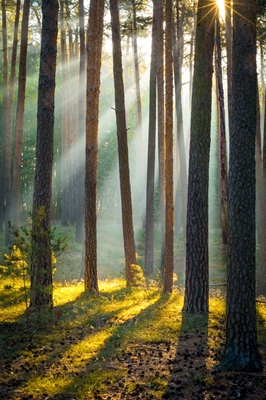 Jesienne światło w lesie
