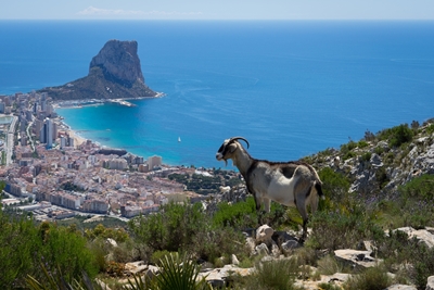 Female mountain goat and Calpe