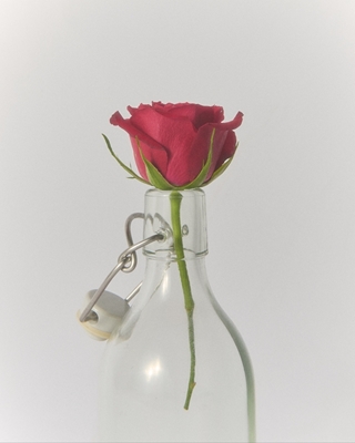 A red rose in a bottle