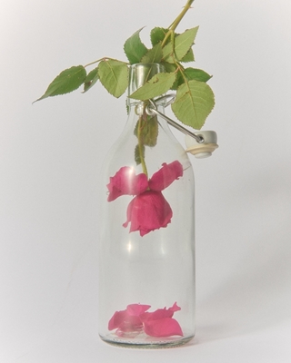 A pink rose in a bottle