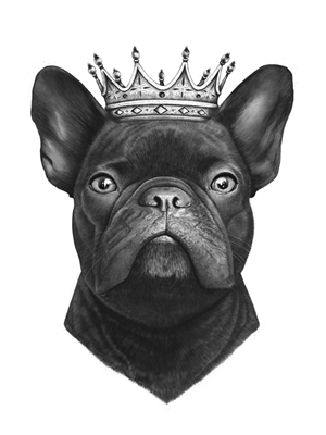 Kung fransk bulldogg