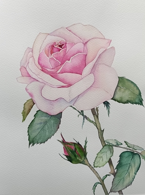 Rose  à l'aquarelle