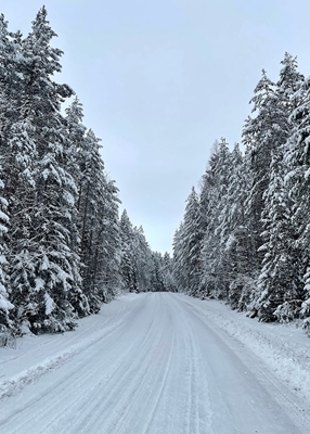 Route de neige dans la forêt