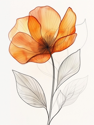 Amber Poppy Sketch