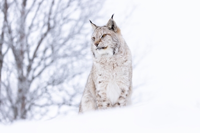 Beautiful Lynx in Winter