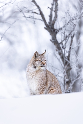 Lynx in Winter Forest