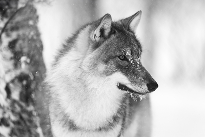 Black and White Wolf in Winter