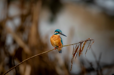 The kingfisher on the reed