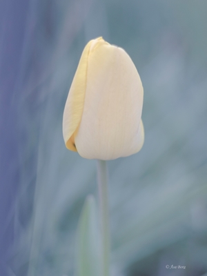 Tulip in pastel 