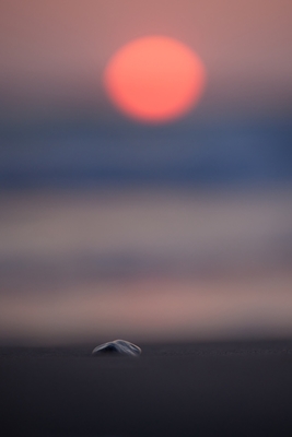 Stone on sun set beach