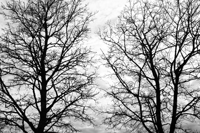 Tree Silhouettes #5 #scandi
