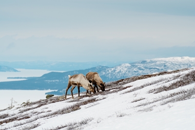 Reindeers on the Mountains
