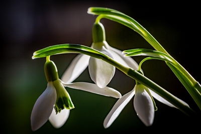 Snow drops - always first 