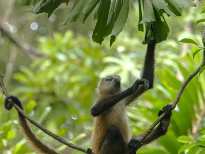 Costa Rica Spider Monkey 