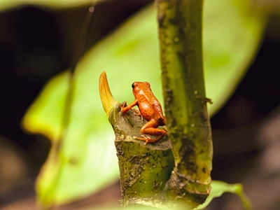 Costa Rica Poison-dart Frog 