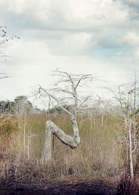 Der Everglade Z Baum