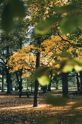 The English Park, Uppsala