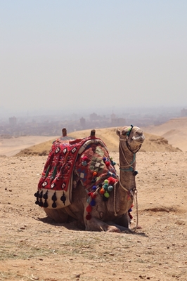 Kamel in der Wüste in Ägypten