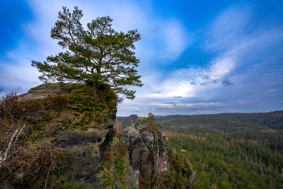 Pine tree on a rocky peak