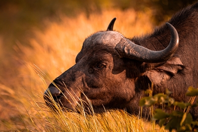 South-Africa Waterbuffalo