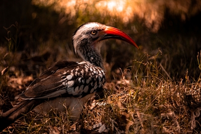 Näshornsfågel - Sydafrika