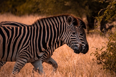 Zebras in evening light
