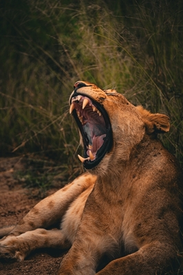 Lioness showing her teeth