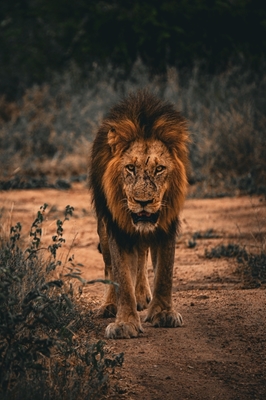 The Lion King of the pride
