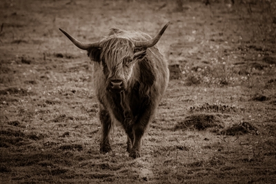 Highland Cattle - Sweden