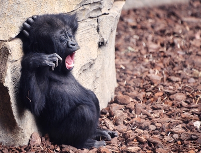 Baby Gorilla Yawning