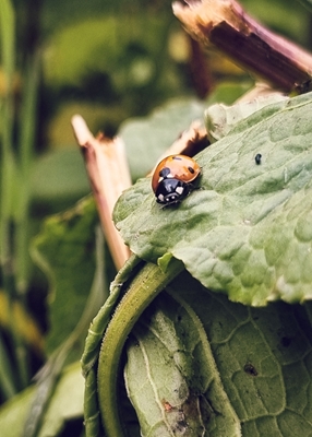Curious ladybug