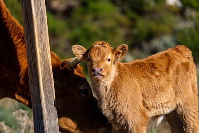 Motherly love calf