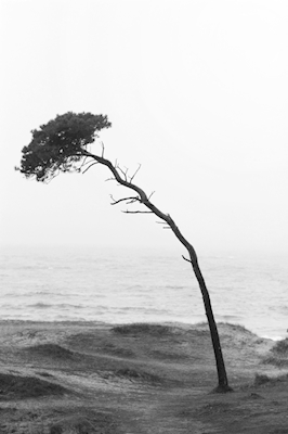De boom op het strand 2