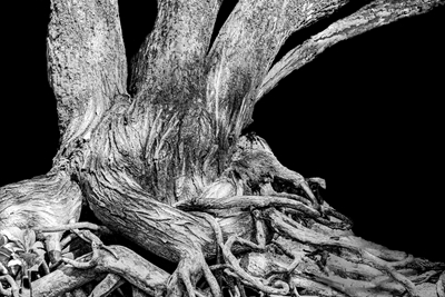 Trädets rötter i svartvitt