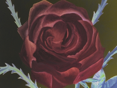 Rose in purpur