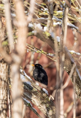 The blackbird 