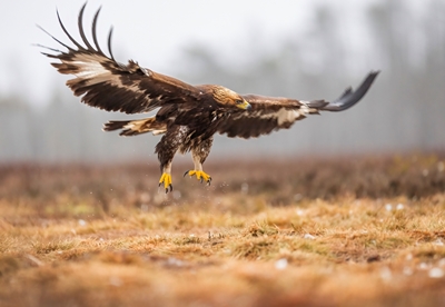 Golden eagle shows its claws
