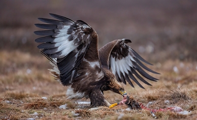 Hungry golden eagle