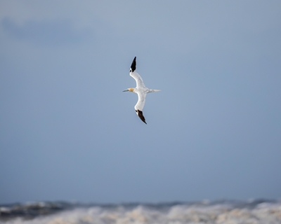 Northern Gannet and the sky
