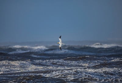 Northern Gannet in a storm