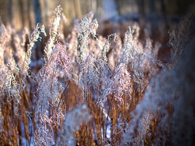 Fireweed gone cold.