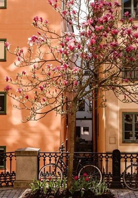 Magnolia in de stad Stockholm